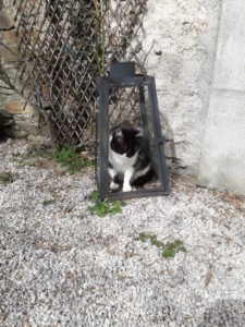 Gite Le Tulipier - Pradelles Cabardès